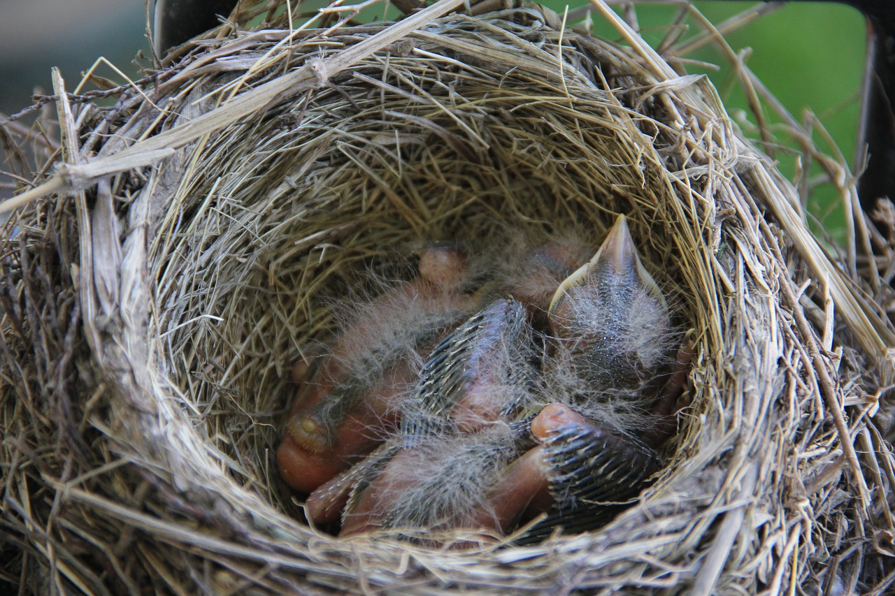 Robin,  Kūdikių,  Paukštis,  Lizdą,  Gyvūnijos,  Naujagimis, Nemokamos Nuotraukos,  Nemokama Licenzija