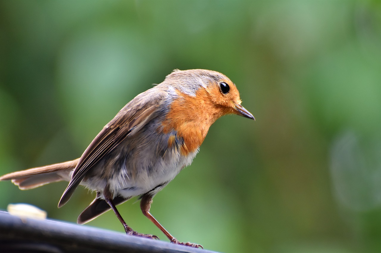 Robin,  Paukštis,  Songbird,  Gyvūnas,  Mažas Paukštis,  Pobūdį,  Gyvūnijos Pasaulyje, Nemokamos Nuotraukos,  Nemokama Licenzija