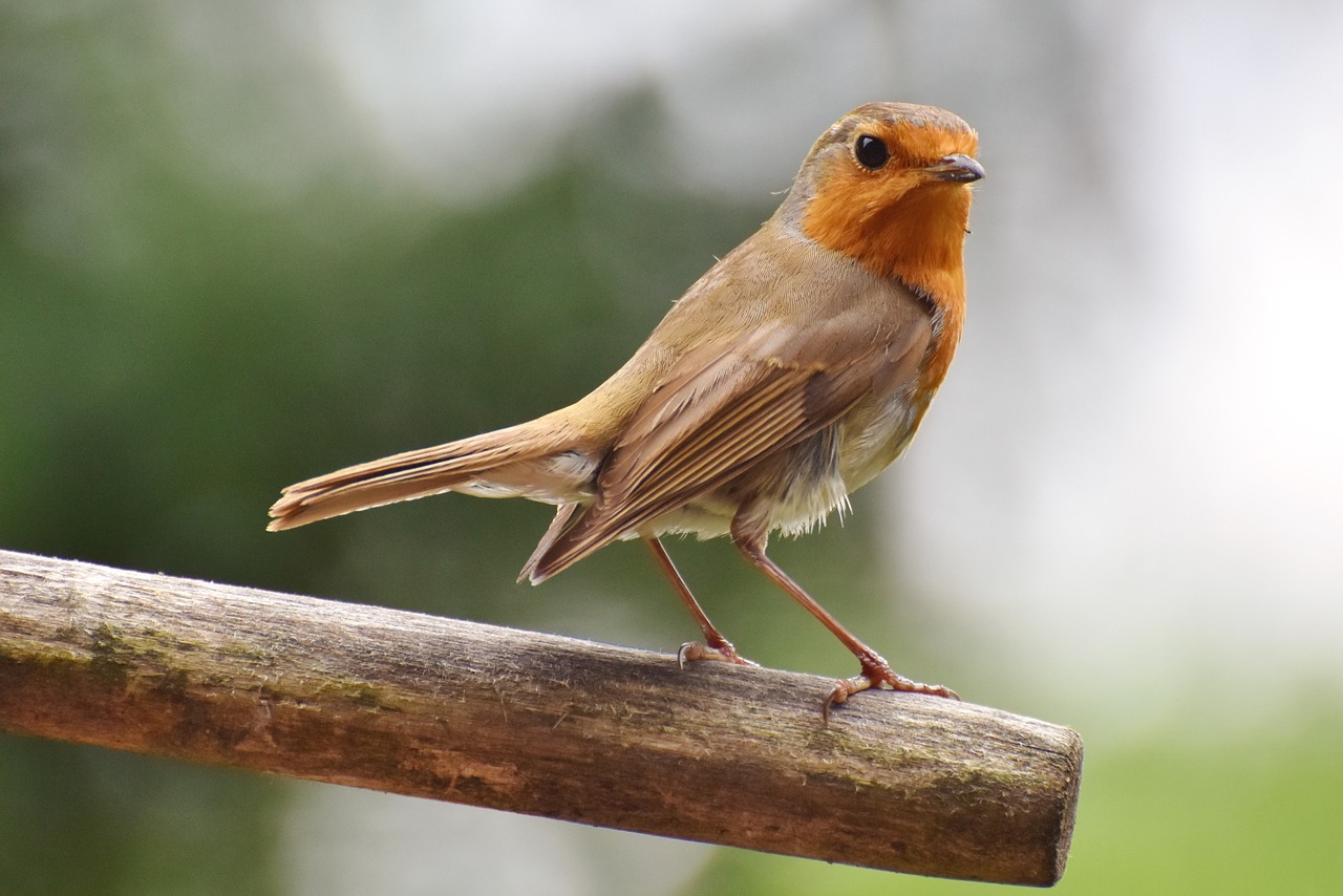 Robin,  Paukštis,  Songbird,  Gyvūnas,  Mažas Paukštis,  Pobūdį,  Gyvūnijos Pasaulyje, Nemokamos Nuotraukos,  Nemokama Licenzija