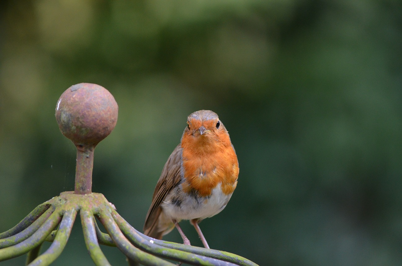 Robin, Paukštis, Giesmininkas, Gyvūnas, Erithacus Rubecula, Senas Pasaulinis Flycatcher, Muscicapidae, Nemokamos Nuotraukos,  Nemokama Licenzija