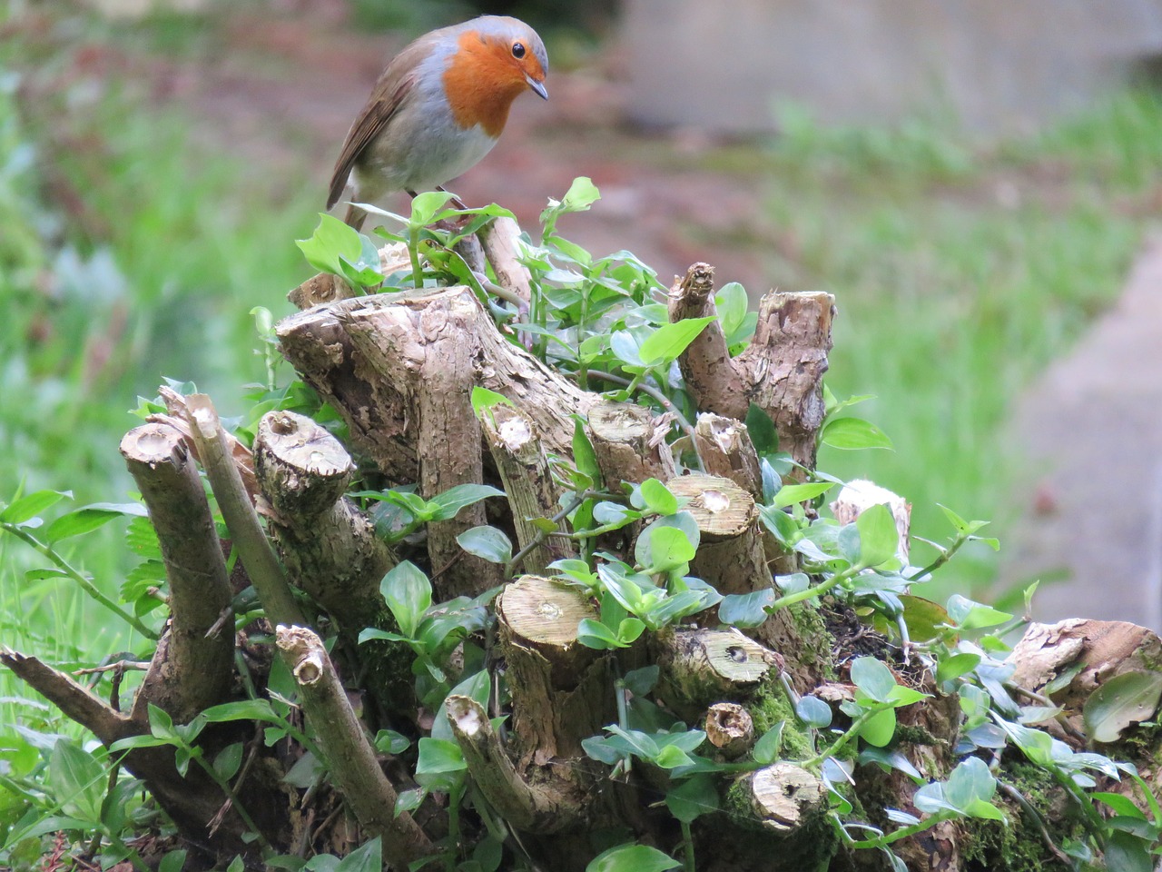 Robin, Erithacus Rubecula, Paukštis, Europos Robin, Mažas, Raudona, Azores, Nemokamos Nuotraukos,  Nemokama Licenzija