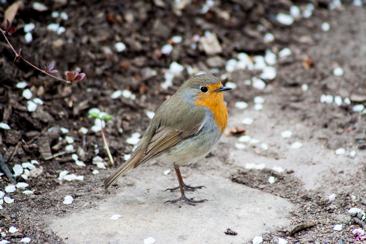 Robin, Paukštis, Gamta, Gyvūnas, Kraštovaizdis, Parkas, Fauna, Natūralus, Nemokamos Nuotraukos,  Nemokama Licenzija