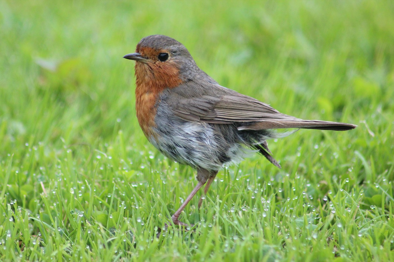 Robin,  Paukštis,  Gyvūnai,  Giesmininkas,  Gamta,  Rūšis,  Uždaryti,  Žolė,  Lašelinė, Nemokamos Nuotraukos