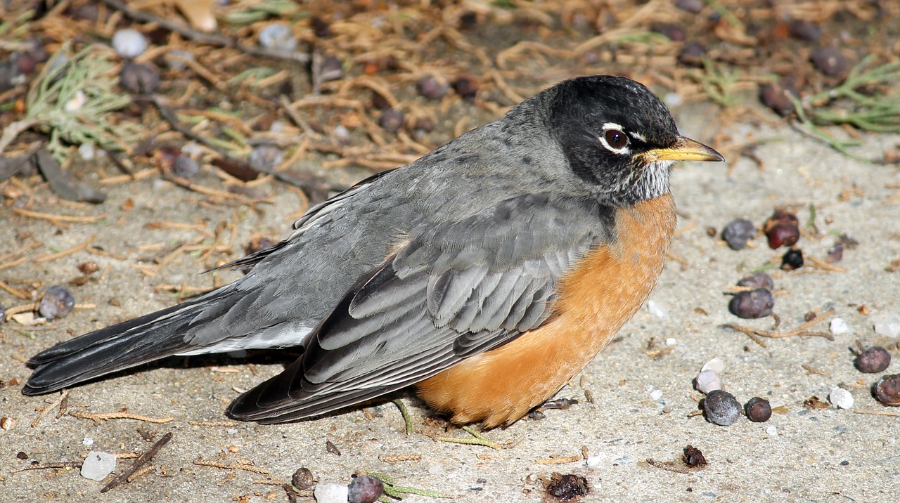 Robin, Paukštis, Amerikietis, American Robin, Laukinė Gamta, Gyvūnas, Laukiniai, Gamta, Raudona, Oranžinė