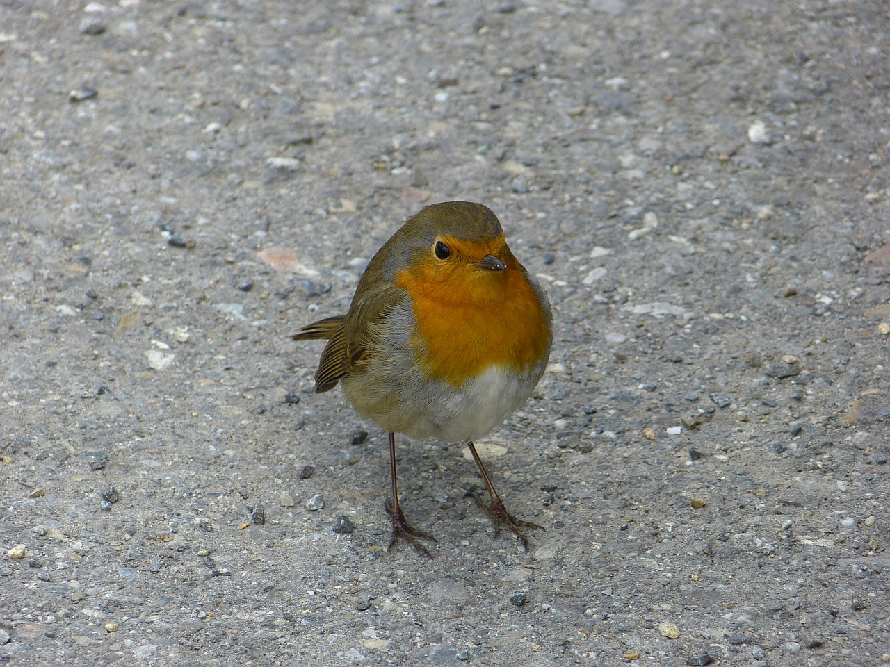 Robin, Paukštis, Gyvūnai, Erithacus Rubecula, Gražus, Graži, Nemokamos Nuotraukos,  Nemokama Licenzija