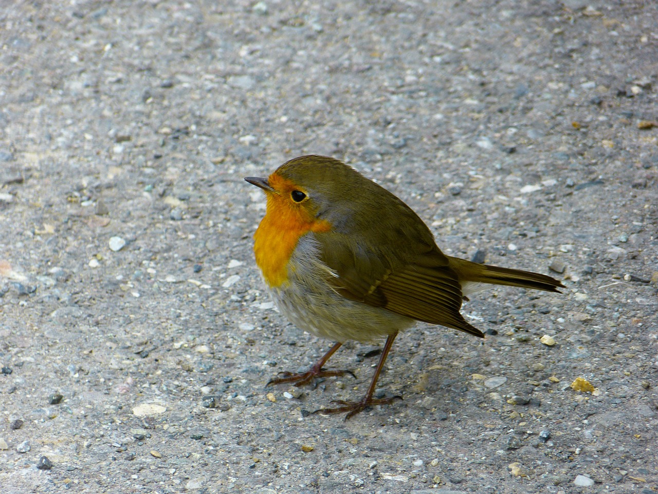 Robin, Paukštis, Gyvūnai, Erithacus Rubecula, Gražus, Graži, Nemokamos Nuotraukos,  Nemokama Licenzija