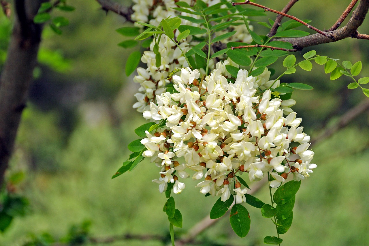 Robinia, Gėlės, Žiedynas, Acacia, Robinia Pseudoacacia, Baltos Gėlės, Balta, Žalias, Žydėti, Gamta