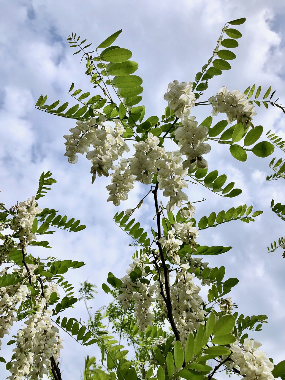 Robinia,  Žydi,  Vikmedis,  Robinia Pseudoacacia,  Floros,  Pobūdį,  Dangus,  Bitės,  Žiedynai,  Balta Juoda Saldžiavaisio