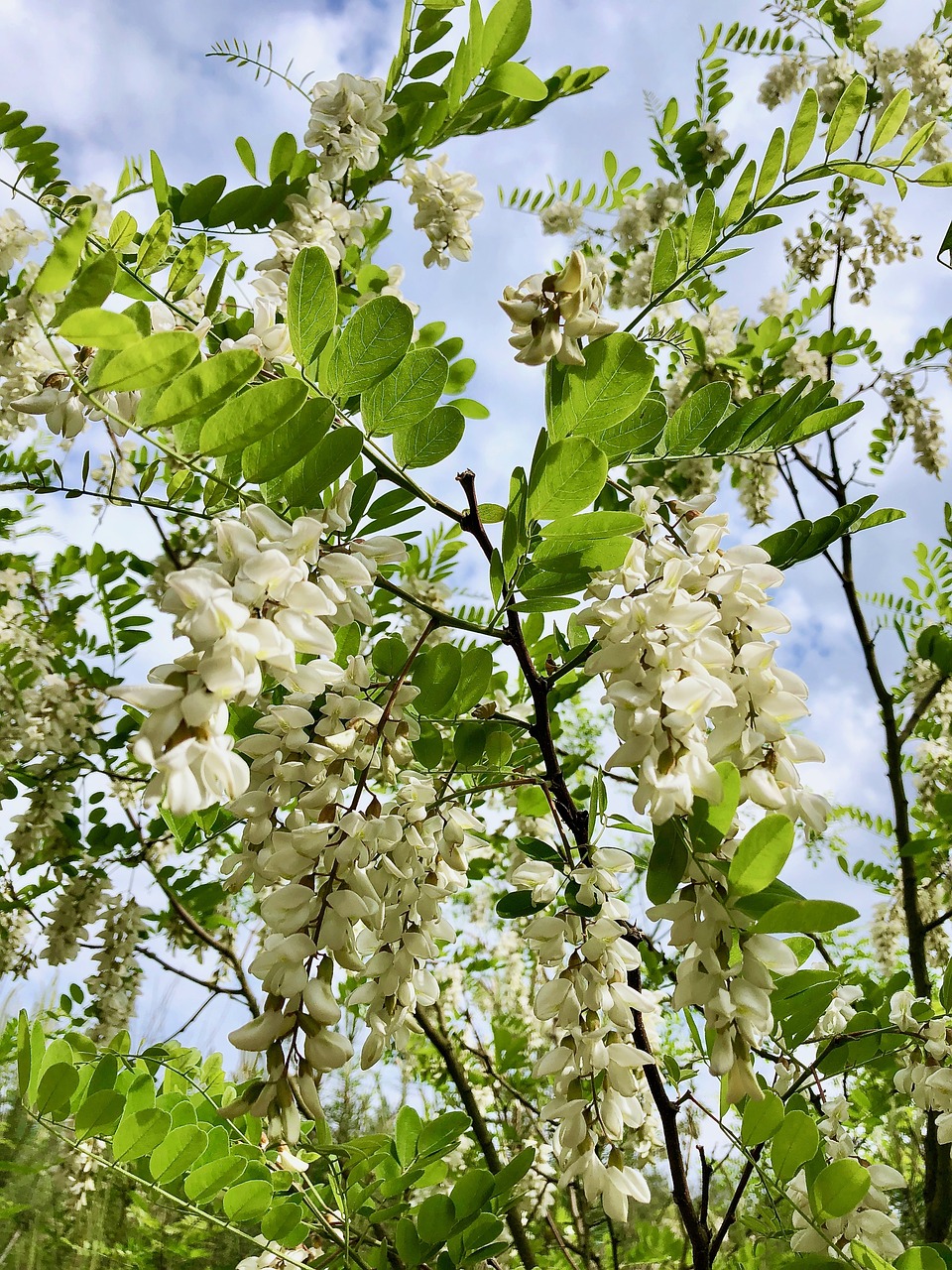 Robinia,  Žydi,  Klestėjo,  Juoda Saldžiavaisio Bloomed,  Vikmedis,  Robinia Pseudoacacia,  Floros,  Pobūdį,  Dangus,  Bitės