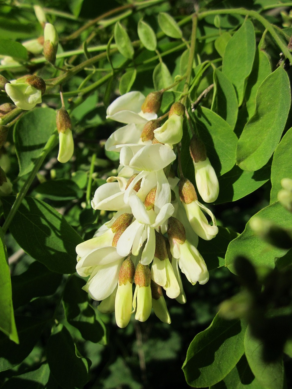 Robinia Pseudoacacia,  Juodoji Skruzdė Klaidinga Akacija,  Medis,  Flora,  Žiedynas,  Žiedas,  Gėlė,  Botanika,  Augalas,  Rūšis