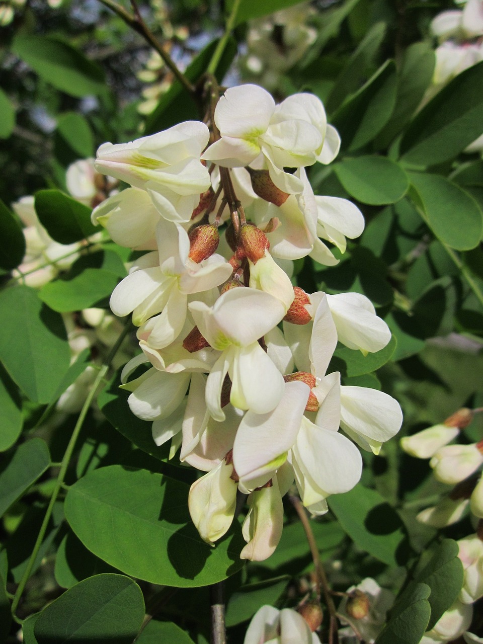 Robinia Pseudoacacia,  Juodoji Skruzdė Klaidinga Akacija,  Medis,  Flora,  Gėlė,  Žiedas,  Makro,  Botanika,  Rūšis,  Augalas