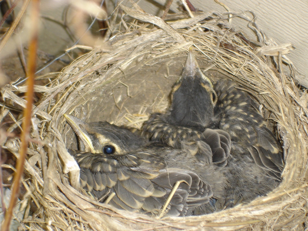 Robins, Lizdas, Paukštis, Sparnai, Plunksna, Laukinė Gamta, Snapas, Laukiniai, Laisvė, Lauke