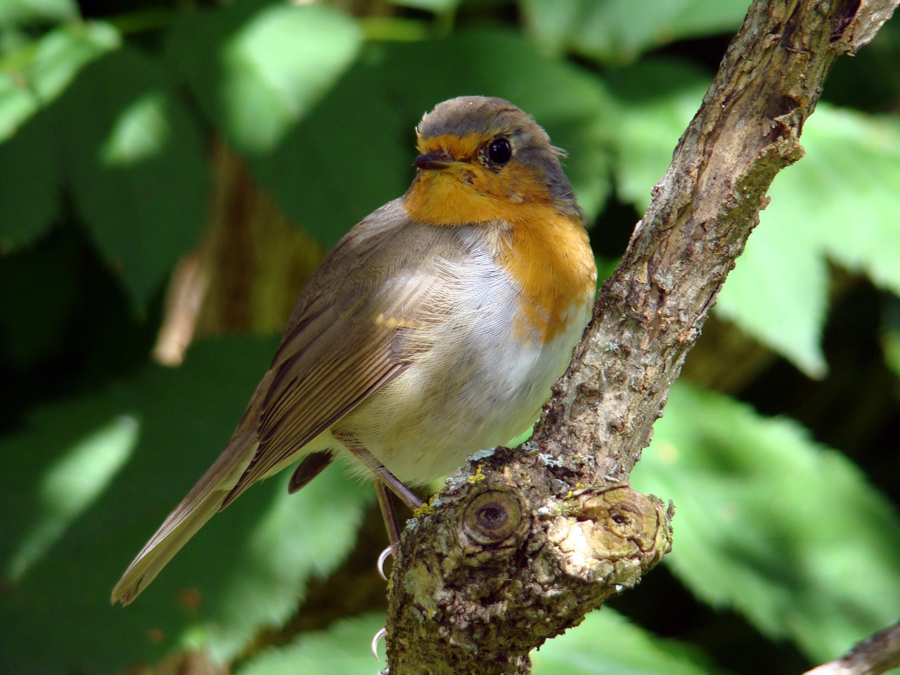 Robins, Paukštis, Sodas, Įdomu, Maži Paukščiai, Vasara, Nemokamos Nuotraukos,  Nemokama Licenzija