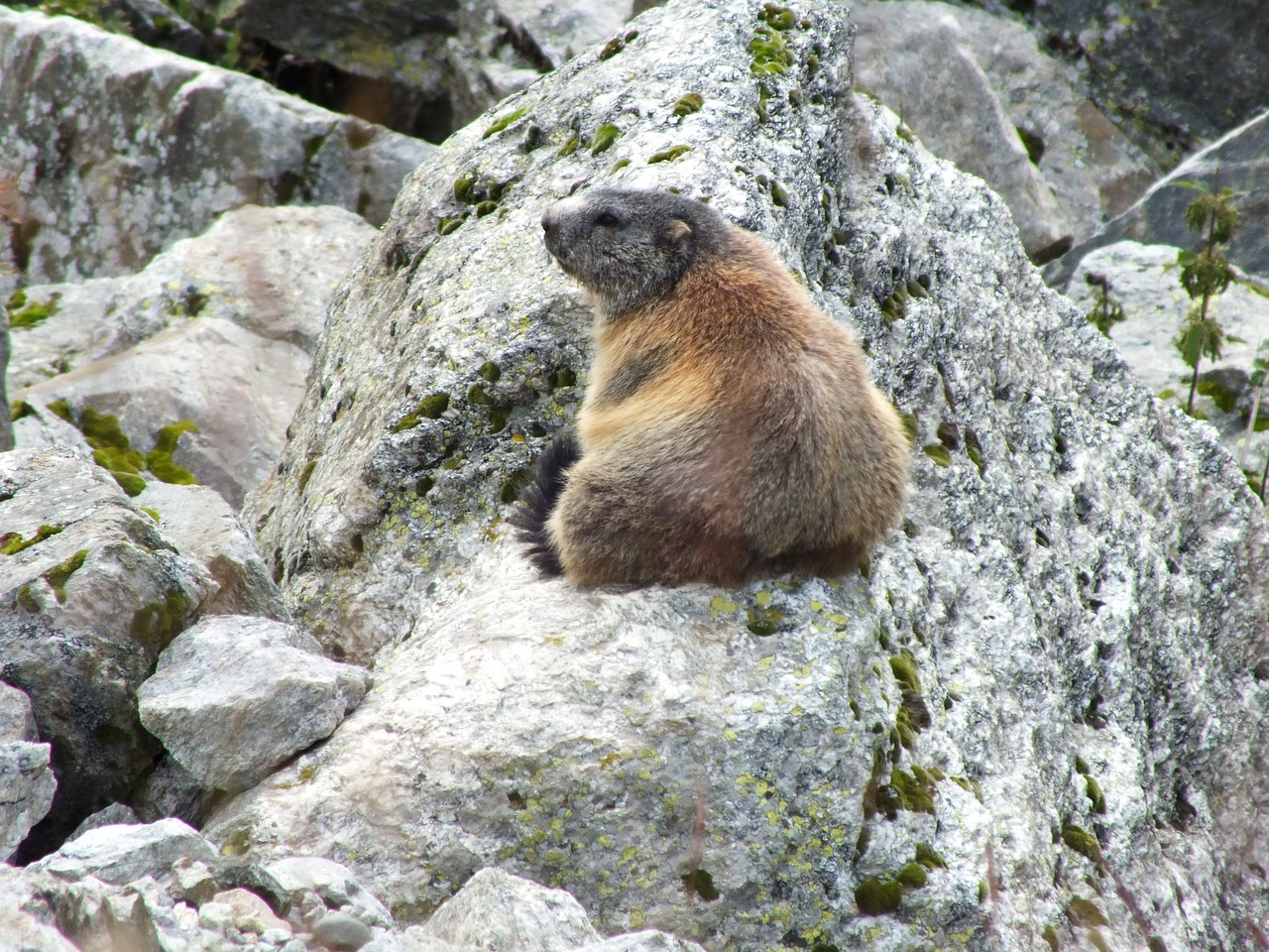 Giesmė, Rokas, Šveicarija, Gyvūnas, Laukiniai Gyvi, Fauna, Nemokamos Nuotraukos,  Nemokama Licenzija