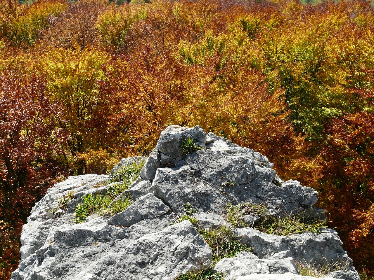 Rokas, Akmuo, Rudens Miškas, Bukmedis, Aukso Ruduo, Auksinis Spalio Mėn ., Ruduo, Lapai, Kritimo Spalva, Dažymas