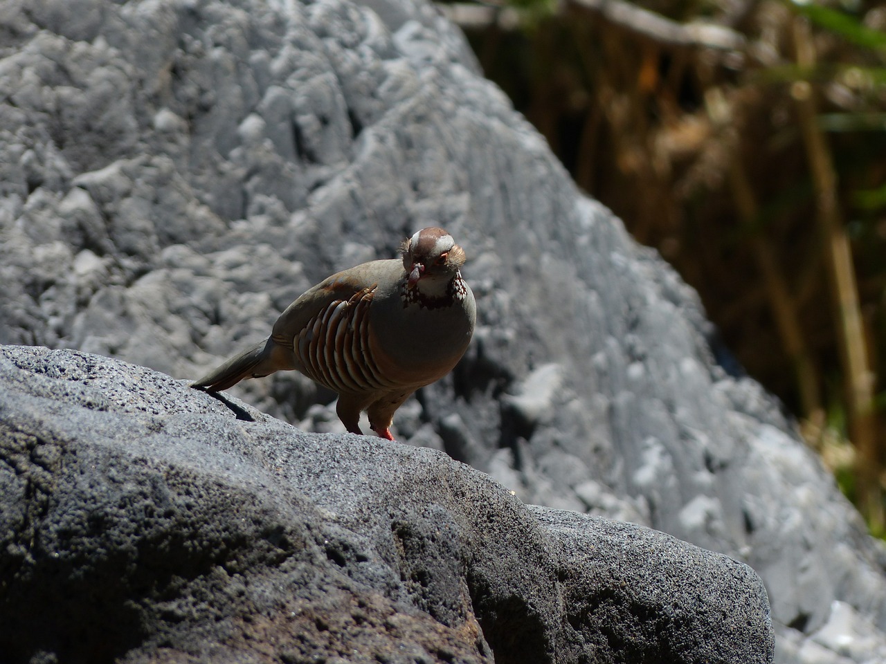 Roko Vištiena, Paukštis, Vištiena, Alectoris Barbara, Rūšis, Fazanas, Phasianidae, Galvos Smegenys, Gyvūnas, Nemokamos Nuotraukos