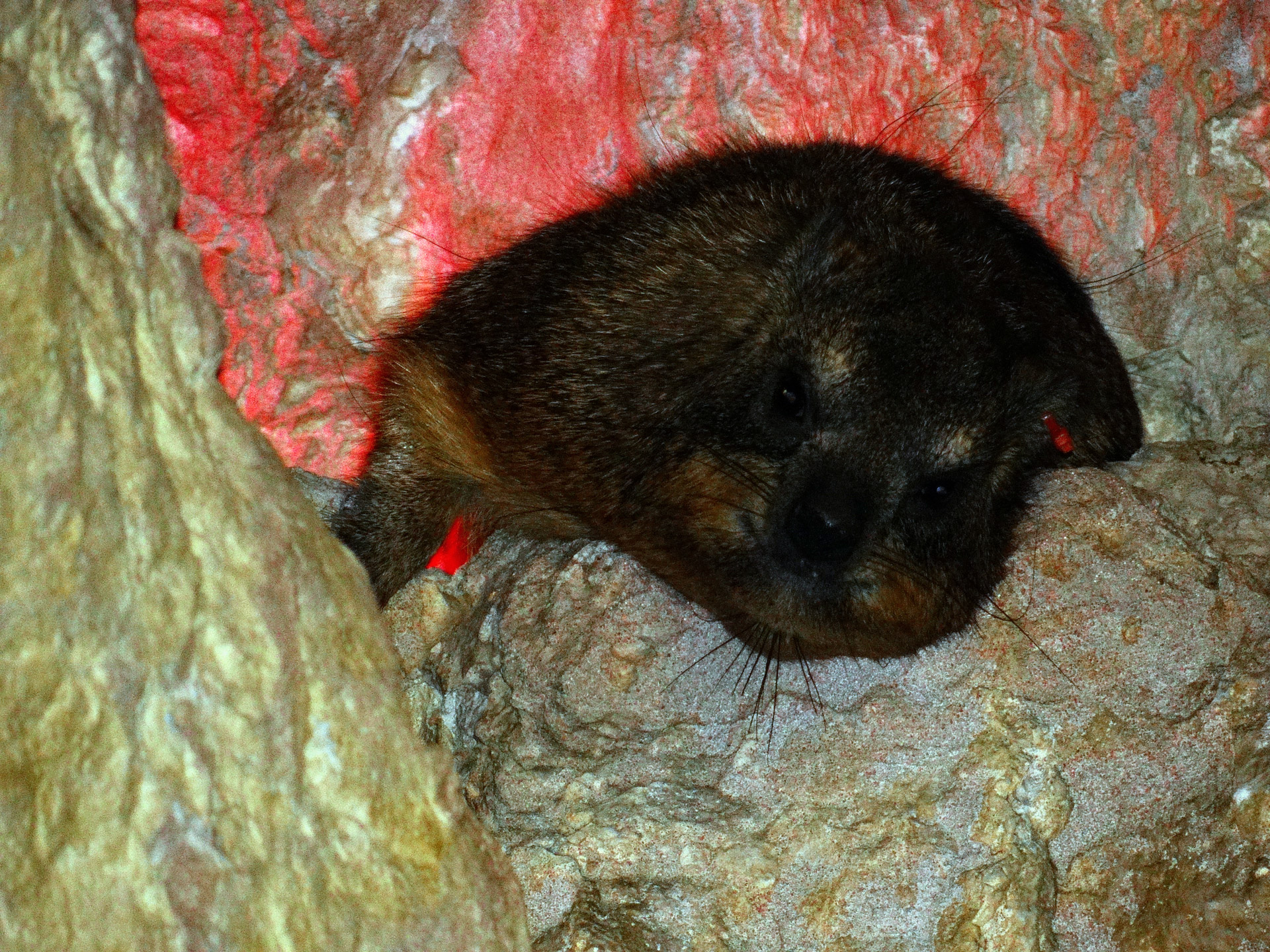 Rožė & Nbsp,  Hyrax,  Gyvūnas,  Gamta,  Augmenija,  Rock Hyrax, Nemokamos Nuotraukos,  Nemokama Licenzija