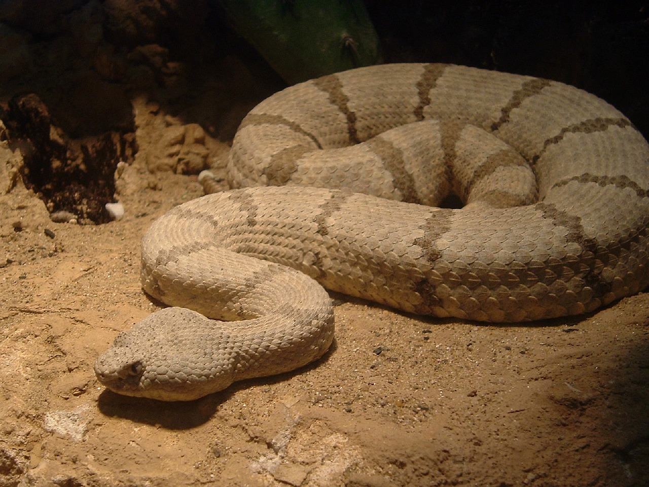 Akmens Griuvėsiai, Griuvėsiai, Viper, Ropliai, Nuodingas, Pavojingas, Svarstyklės, Gyvatė, Slysti, Duobę