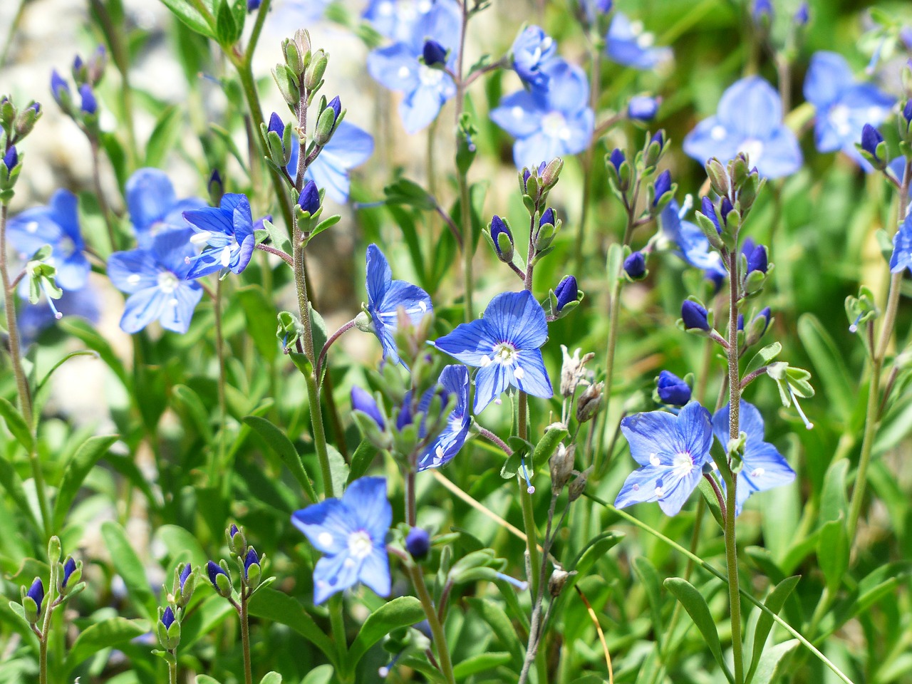 Rock Speedwell, Gėlė, Žiedas, Žydėti, Alpių Gėlė, Alpių Augalas, Veronica Fruticans, Mėlynas, Dangaus Mėlynumo, Plantacinis Šiltnamio Efektas