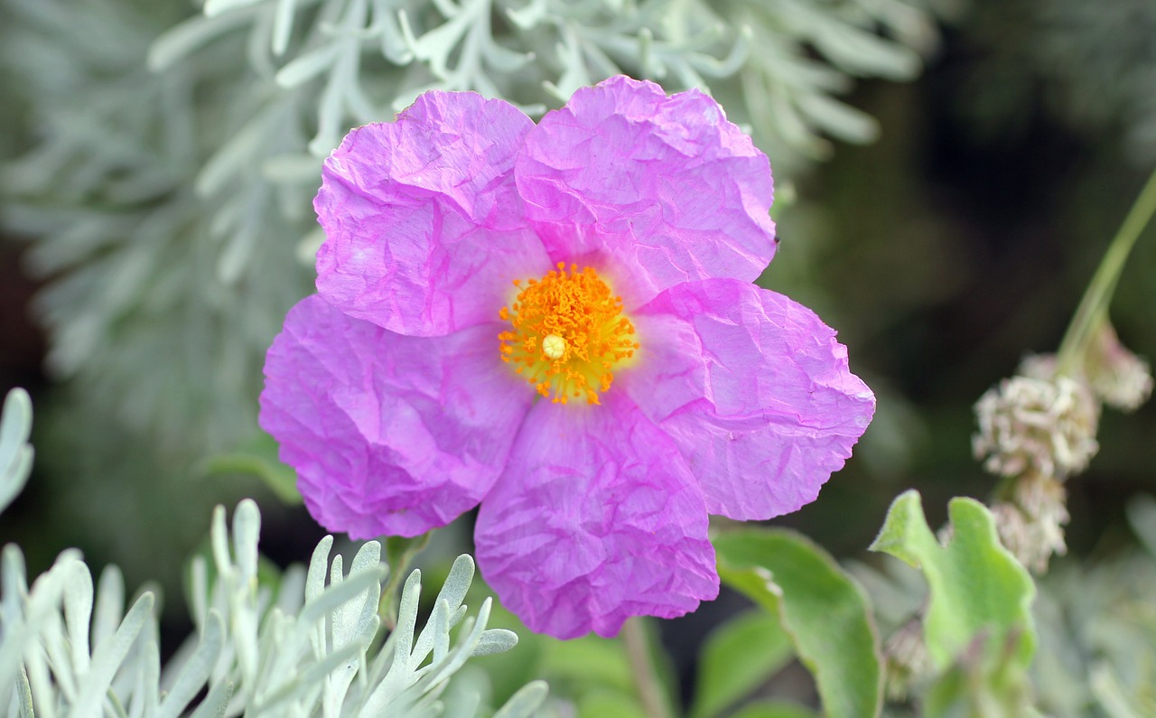 Rokosis, Cistus, Žiedas, Žydėti, Rožinis, Lipari, Violetinė, Nemokamos Nuotraukos,  Nemokama Licenzija