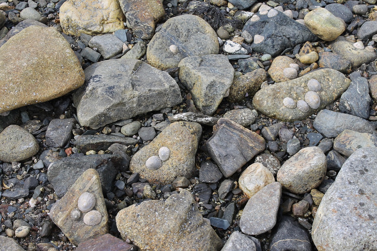 Akmenys, Jūrų Kriauklės, Pajūris, Nemokamos Nuotraukos,  Nemokama Licenzija