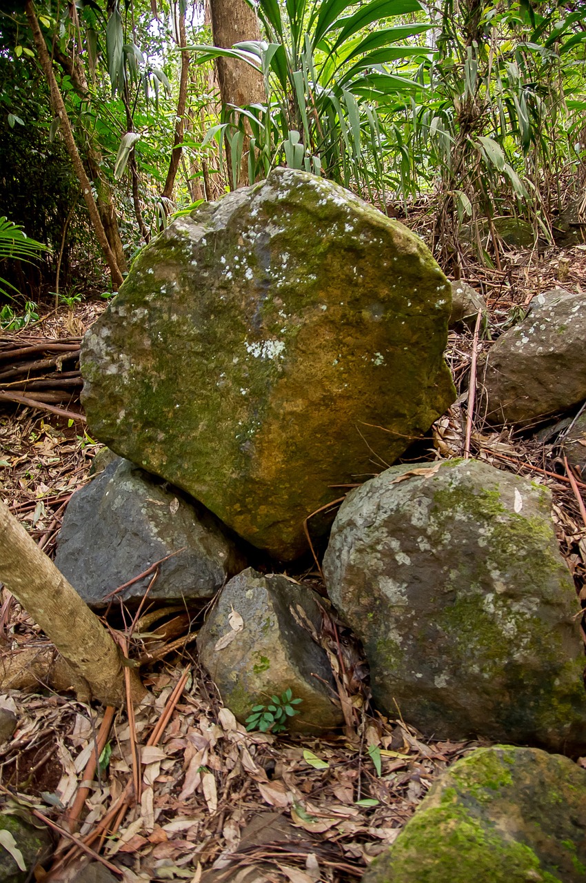 Akmenys, Rieduliai, Bazaltas, Geologija, Miškas, Atogrąžų Miškai, Augmenija, Queensland, Australia, Nemokamos Nuotraukos