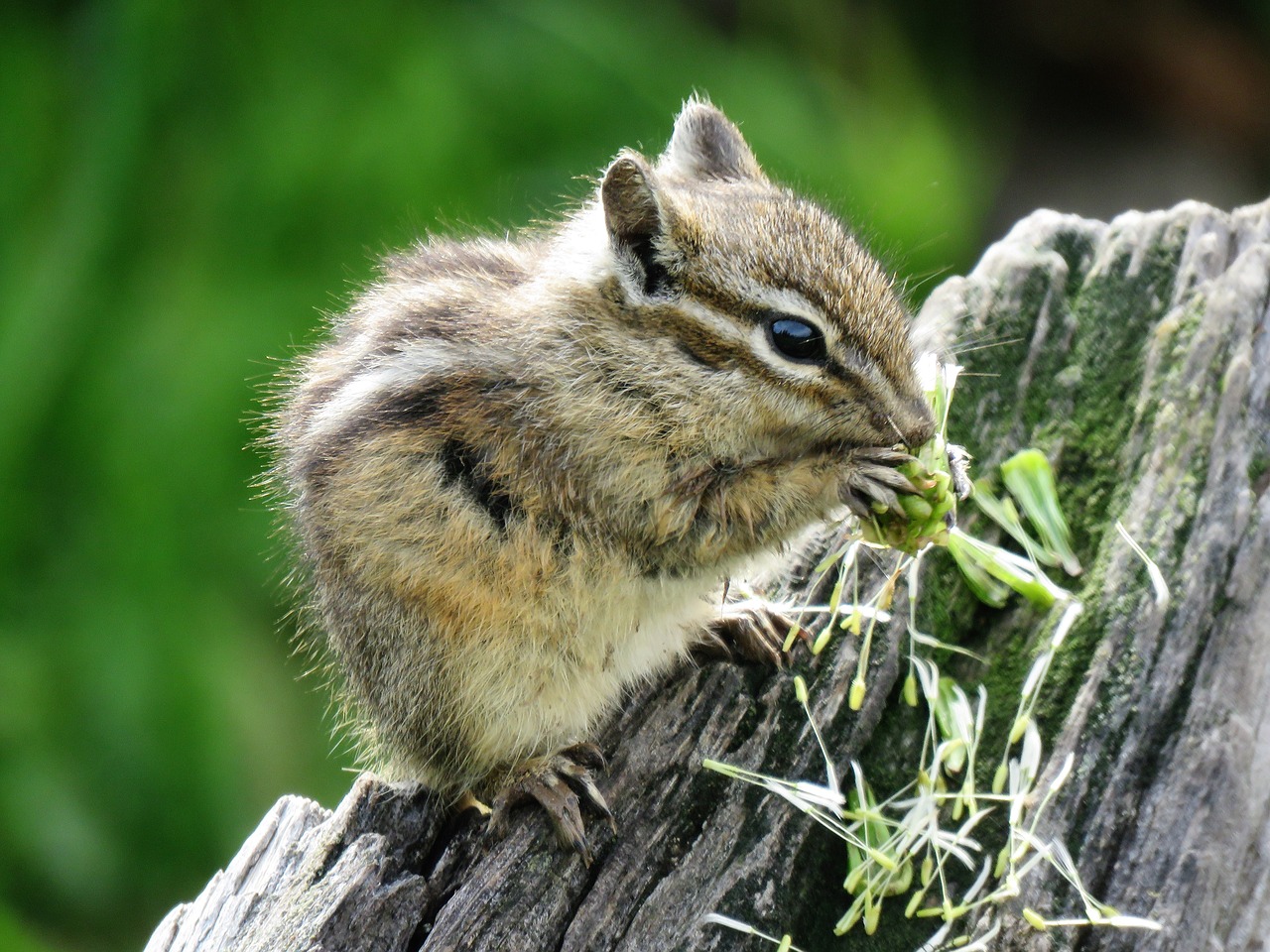 Graužikų,  Chipmunk,  Mažas,  Natūralus,  Iš Arti,  Gyvūnijos,  Žygiai, Nemokamos Nuotraukos,  Nemokama Licenzija