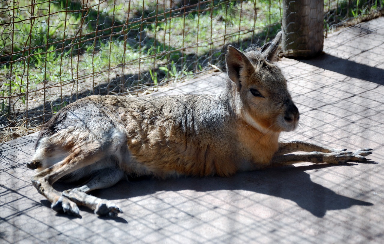 Graužikas,  Zoologijos Sodas,  Ruda,  Gyvūnas,  Kailis,  Ūkis,  Mielas,  Plaukai,  Galva,  Juokinga