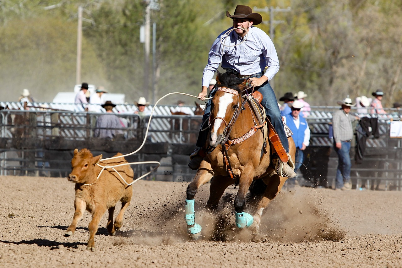 Rodeo,  Arklys,  Barelį,  Vakarų,  Gyvūnas,  Bendrai,  Cowgirl,  Risčia,  Greitis,  Moteris