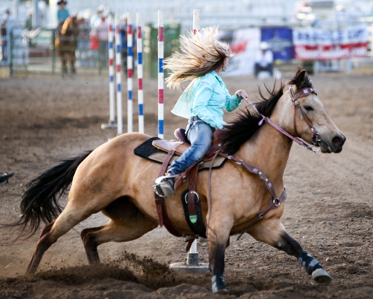 Rodeo,  Arklys,  Barelį,  Vakarų,  Gyvūnas,  Bendrai,  Cowgirl,  Risčia,  Greitis,  Moteris