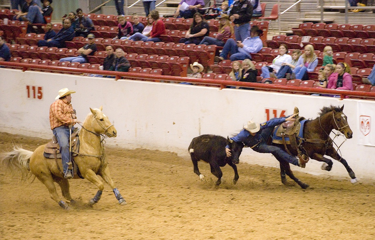 Rodeo, Valdyti, Imtynės, Galvijai, Kaubojus, Arena, Arklys, Varzybos, Usa, Vakarų