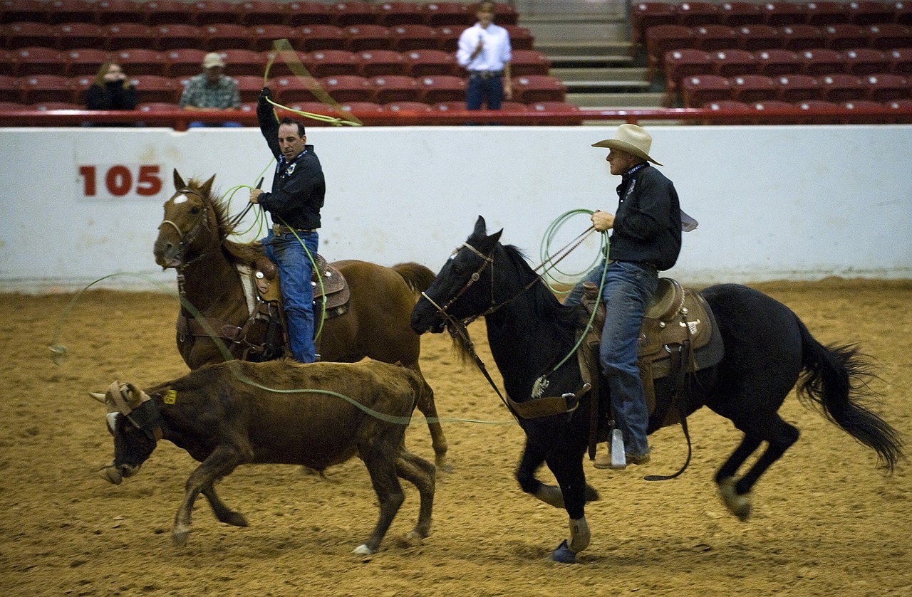 Rodeo, Veršelis, Roping, Varzybos, Kaubojus, Vakarų, Arena, Gyvuliai, Arklys, Raitelis