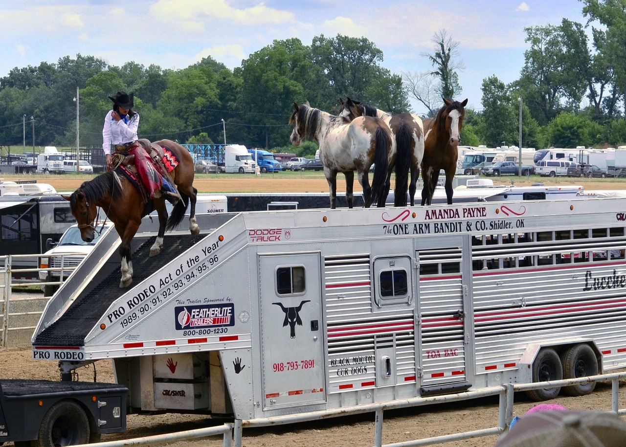 Rodeo, Kaubojus, Arkliai, Vakarų, Jodinėjimas, Oda, Balta, Vakaruose, Šalis, Stetsonas