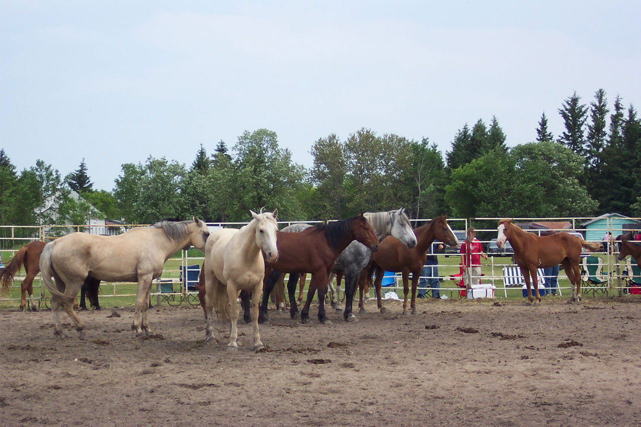 Arklys,  Ūkis,  Šalis,  Mare,  Kaimas,  Rodeo Dienos, Nemokamos Nuotraukos,  Nemokama Licenzija