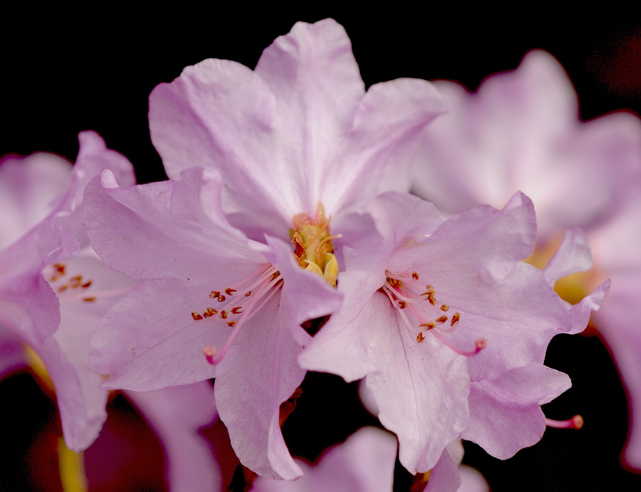 Rhodendronas, Žiedas, Žydėti, Gėlės, Šviesus, Gėlių Pilnumas, Spalvinga, Ryškios Spalvos, Dekoratyvinis Augalas, Lichtspiel