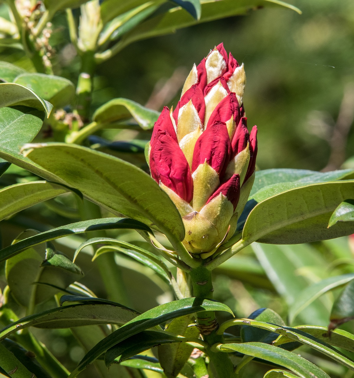 Rhododendron,  Augalų,  Gėlė,  Pobūdį,  Lapų,  Sodas,  Žalias,  Iš Arti,  Bud,  Sodo Augalų