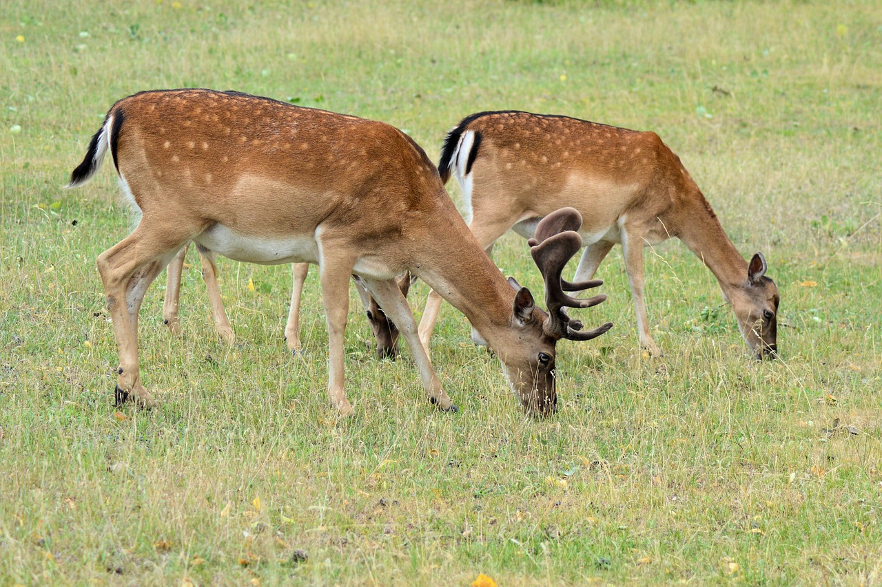 Stiragai, Hirsch, Miškas, Pieva, Paprastosios Elnies, Žinduolis, Gamta, Nemokamos Nuotraukos,  Nemokama Licenzija