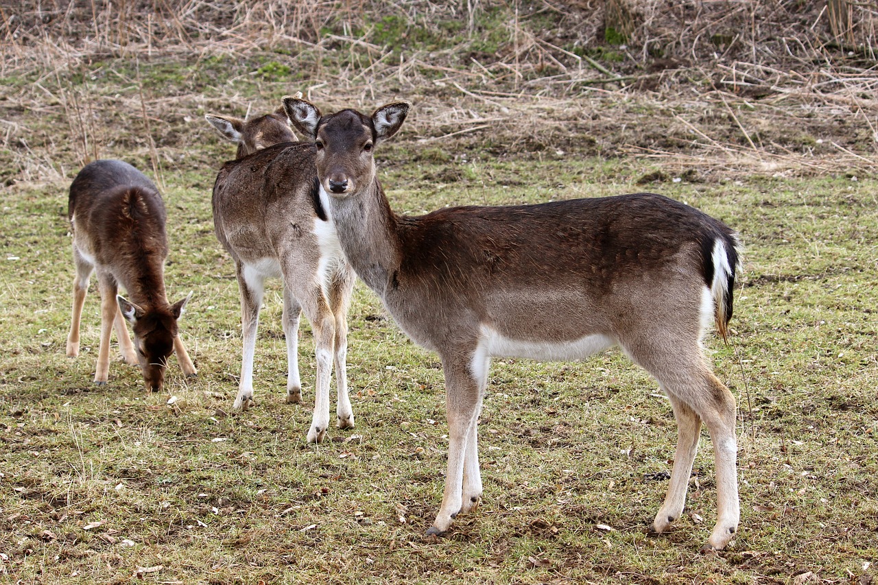 Elnias, Paprastosios Elnies, Miškas, Pieva, Žiemos Laikas, Laukinės Gamtos Fotografija, Nemokamos Nuotraukos,  Nemokama Licenzija