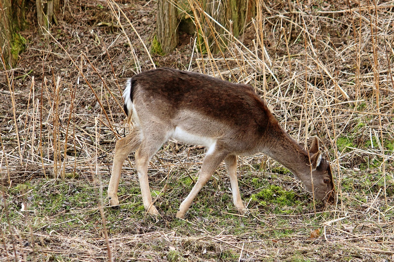 Stiragai, Valgyti, Miškas, Ganyti, Paprastosios Elnies, Laukinės Gamtos Fotografija, Nemokamos Nuotraukos,  Nemokama Licenzija