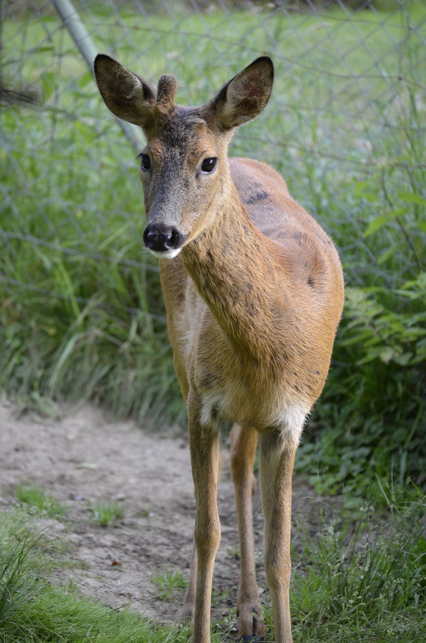 Stiragai, Akys, Dėmesio, Veidas, Laukinės Gamtos Fotografija, Saldus, Įdomu, Nemokamos Nuotraukos,  Nemokama Licenzija