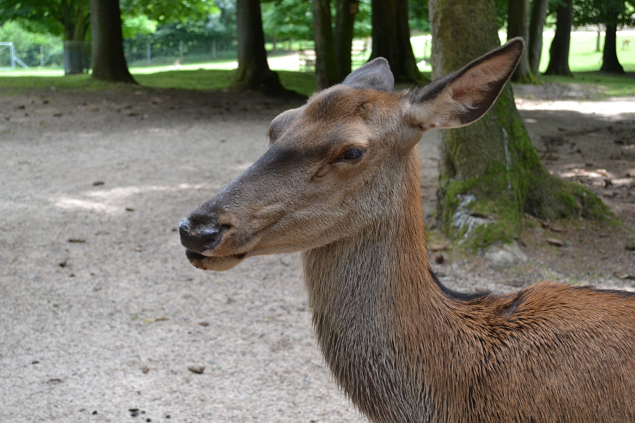 Stiragai, Zoologijos Sodas, Gyvūnų Pasaulis, Nemokamos Nuotraukos,  Nemokama Licenzija