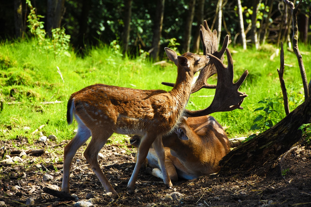 Stiragai, Hirsch, Laukiniai, Miškas, Antler, Gamta, Gyvūnas, Paprastosios Elnies, Scheu, Raudonas Elnias