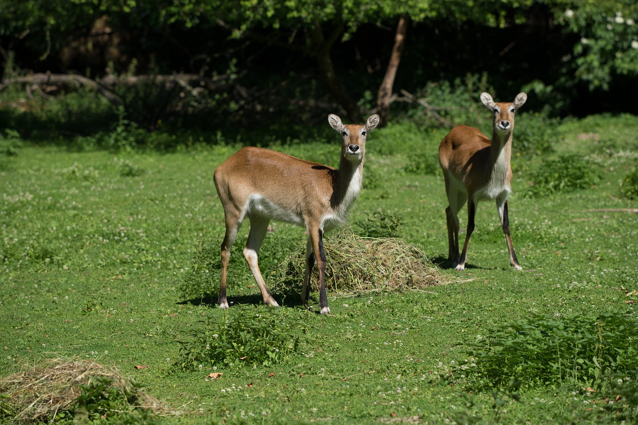 Stiragai, Pieva, Laukiniai, Aštraus Gėlė, Gamta, Augalas, Vasara, Scheu, Miškas, Nemokamos Nuotraukos