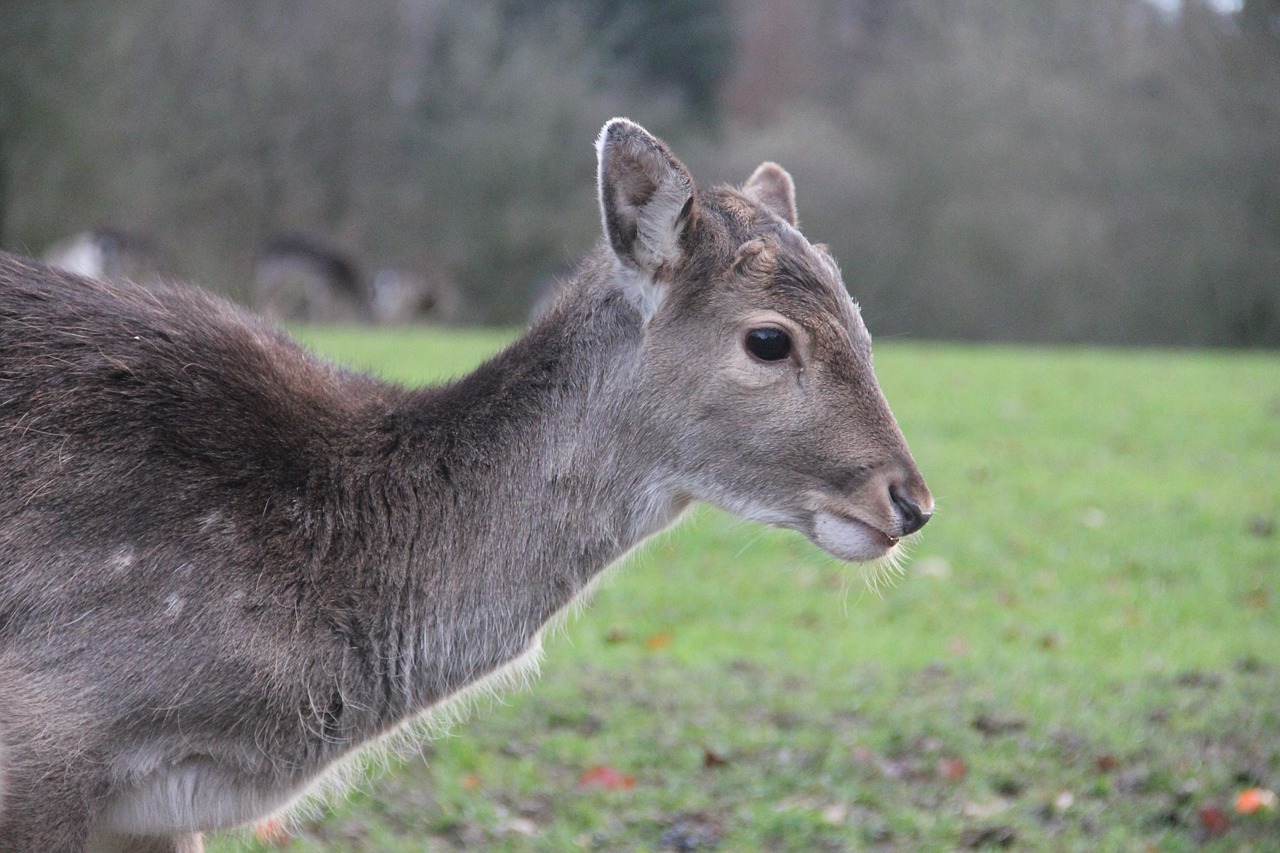 Stiragai, Iš Šono, Kitz, Nemokami Elnias, Laisvos Eigos, Nemokamos Nuotraukos,  Nemokama Licenzija