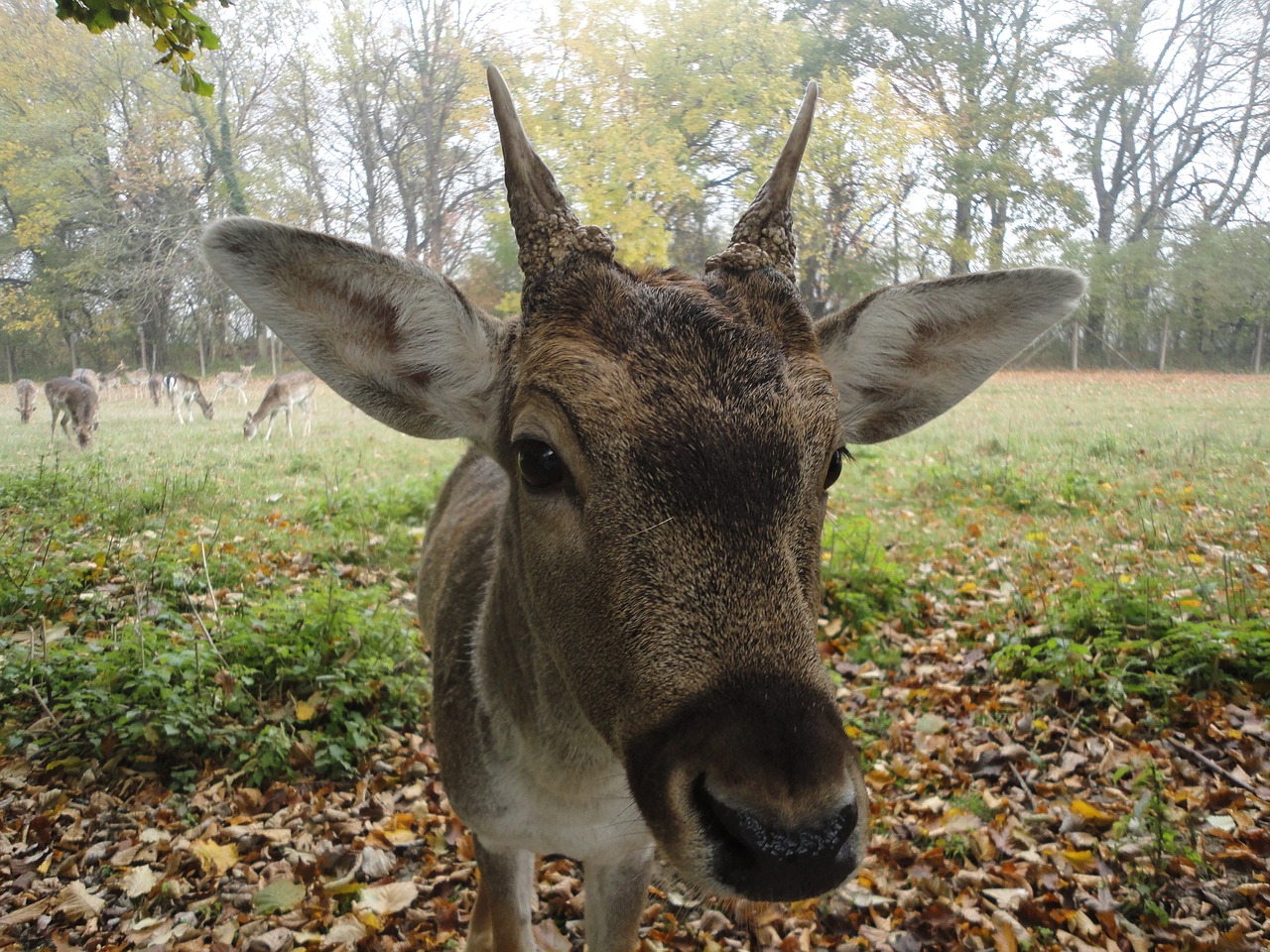 Stiragai, Hirsch, Uždaryti, Laukiniai, Gamta, Nemokami Elnias, Nemokamos Nuotraukos,  Nemokama Licenzija