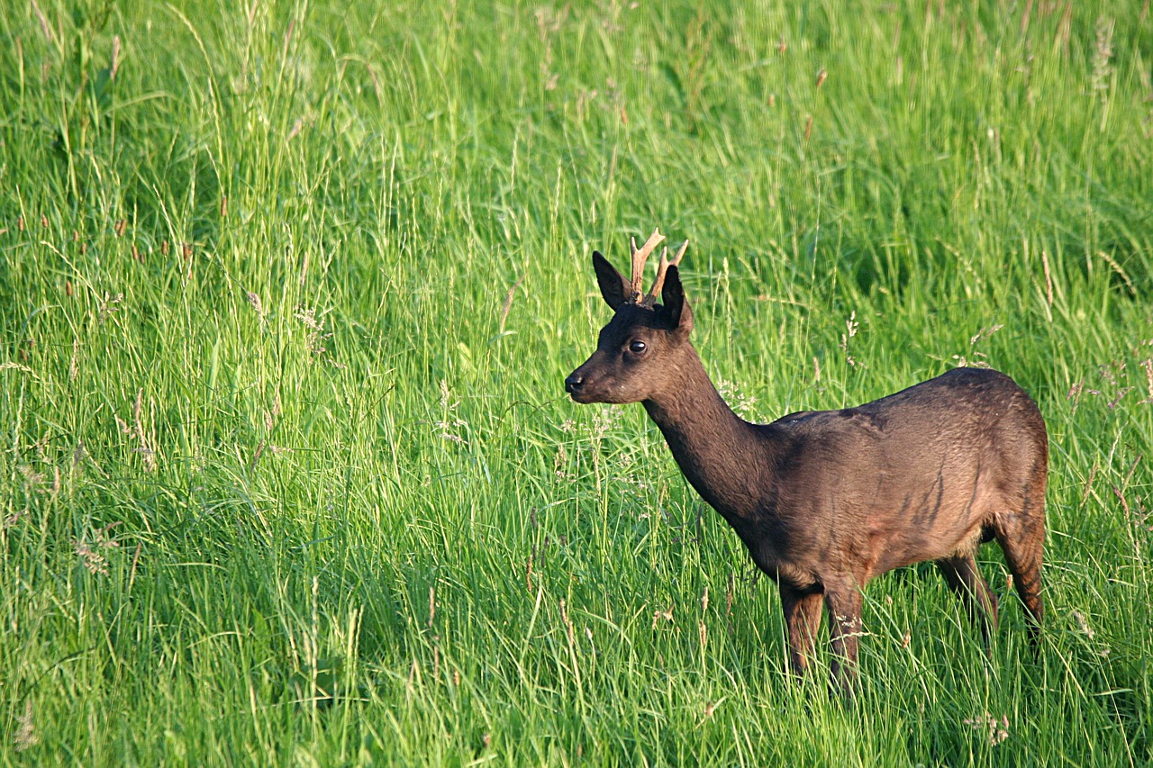 Stiragai, Bock, Elnias, Tamsi, Nemokamos Nuotraukos,  Nemokama Licenzija