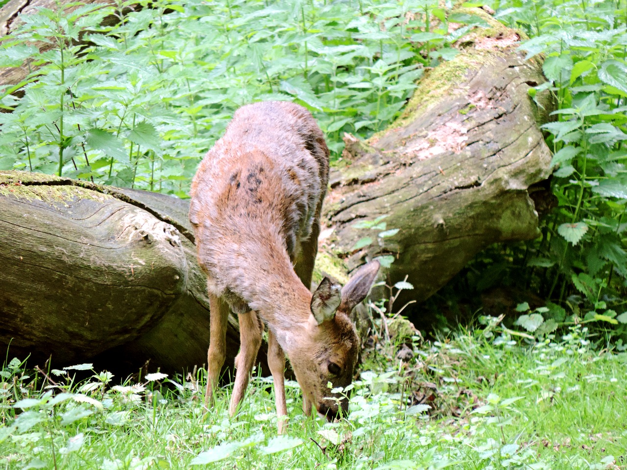 Stiragai, Paarhufer, Žinduolis, Ricke, Miškas, Fauna, Gamta, Laukiniai, Elnias, Laukinis Gyvūnas