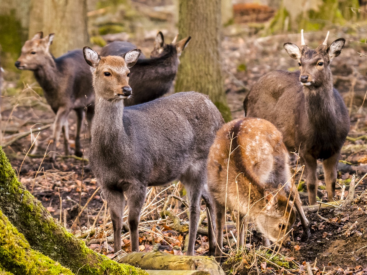 Stiragai, Gyvūnas, Pamačiau Gyvūną, Gamta, Nemokamos Nuotraukos,  Nemokama Licenzija