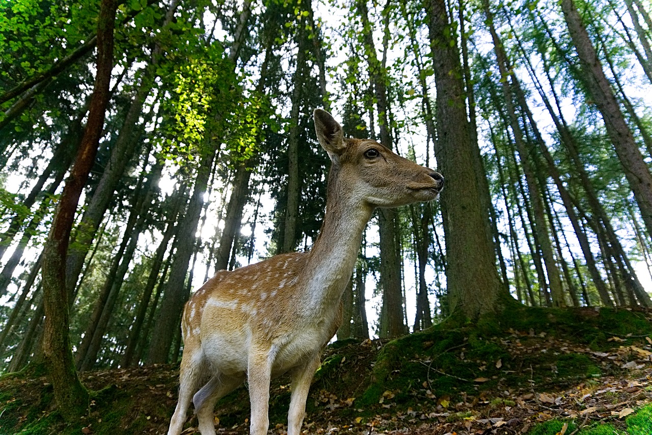 Stiragai, Laukiniai, Žvilgsnis, Paprastosios Elnies, Miškas, Gyvūnas, Scheu, Gamta, Žinduolis, Miško Gyvūnas