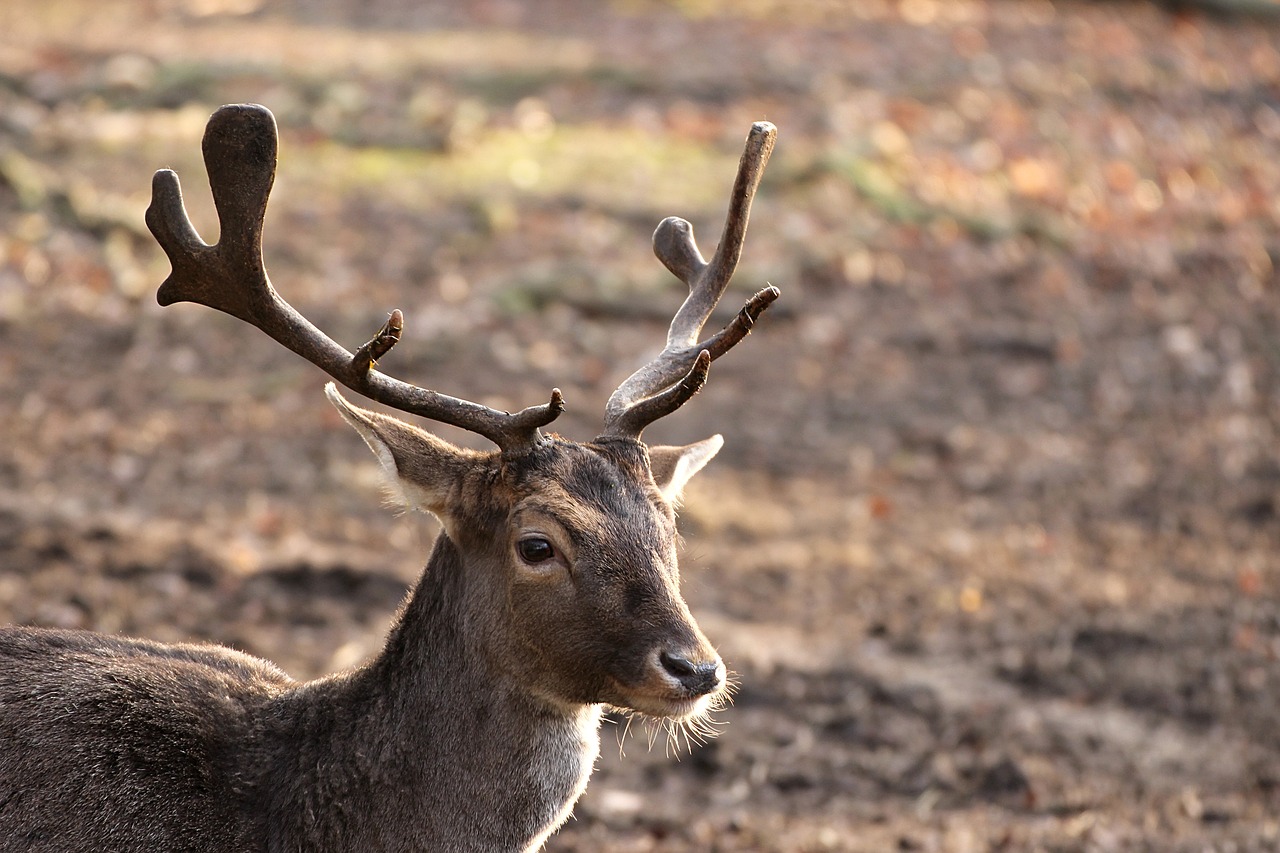 Stiragai, Antler, Rehkopf, Hirsch, Gyvūnų Pasaulis, Gamta, Žinduolis, Gyvūnas, Miškas, Laukiniai